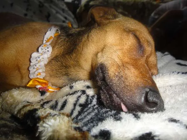 Cachorro ra a SEM RAÇA DEFINIDA idade 7 a 11 meses nome SABRINA
