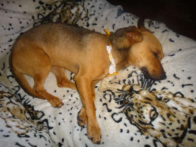 Cachorro ra a SEM RAÇA DEFINIDA idade 7 a 11 meses nome SABRINA