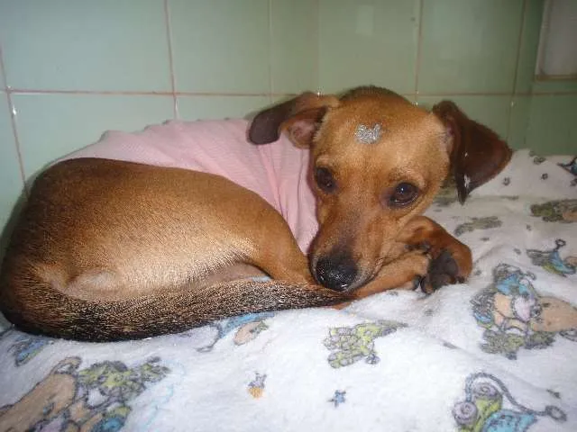 Cachorro ra a SEM RAÇA DEFINIDA idade 7 a 11 meses nome SABRINA