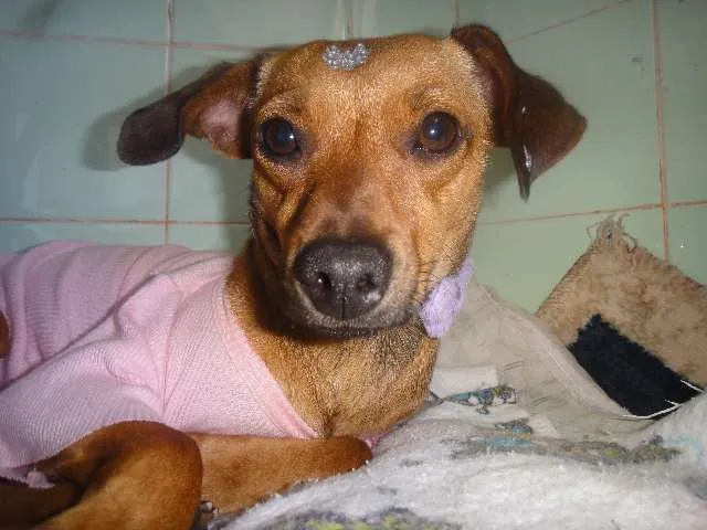 Cachorro ra a SEM RAÇA DEFINIDA idade 7 a 11 meses nome SABRINA