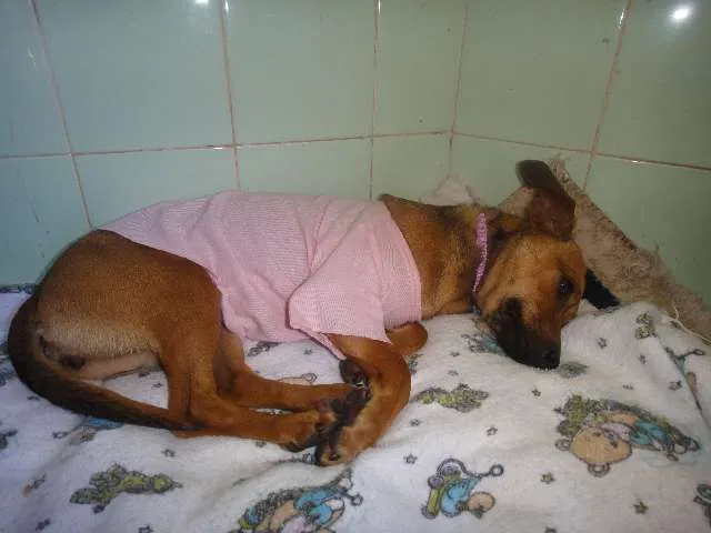 Cachorro ra a SEM RAÇA DEFINIDA idade 7 a 11 meses nome SABRINA
