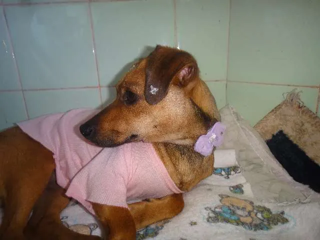 Cachorro ra a SEM RAÇA DEFINIDA idade 7 a 11 meses nome SABRINA