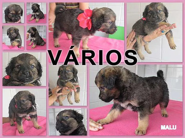 Cachorro ra a Várias idade nome Vários SAUS
