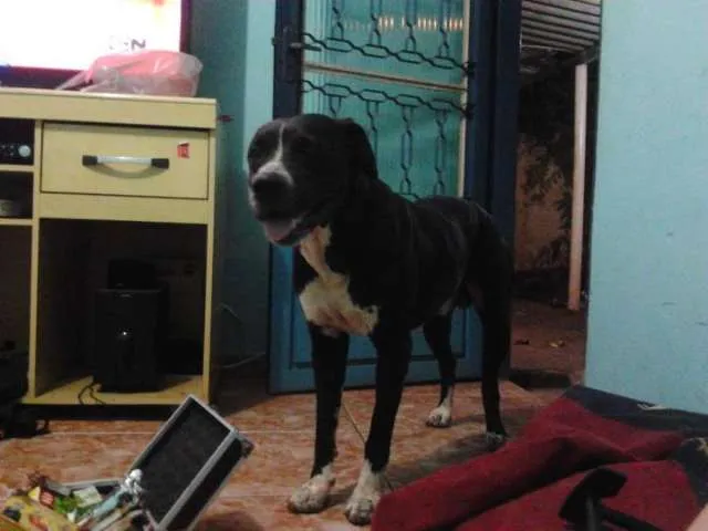 Cachorro ra a Pit-Bull idade 2 anos nome Jamal