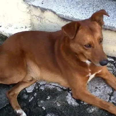 Cachorro ra a SRD idade 5 anos nome BIMBO