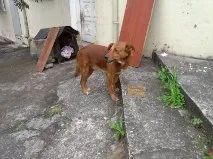 Cachorro ra a SRD idade 5 anos nome BIMBO