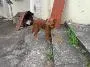 Cachorro raça SRD idade 5 anos nome BIMBO