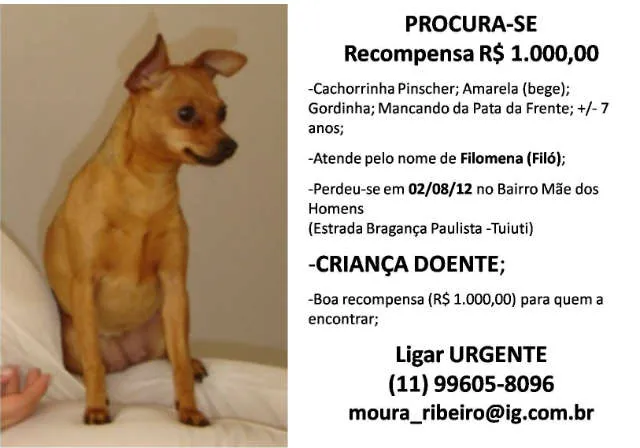 Cachorro raça Pinscher idade 6 ou mais anos nome Filomena GRATIFICA