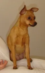 Cachorro raça Pinscher idade 6 ou mais anos nome Filomena GRATIFICA