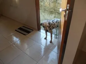 Cachorro raça Dálmata idade 5 anos nome marvin