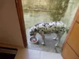Cachorro raça Dálmata idade 5 anos nome marvin