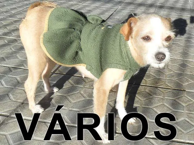 Cachorro ra a Várias idade nome Vários Anjos dos Bi