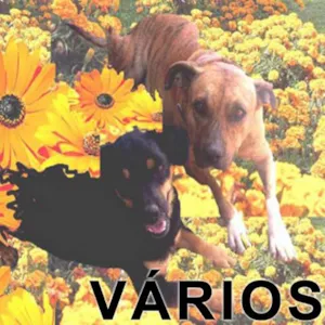 Cachorro raça Várias idade  nome Vários Projeto Cons