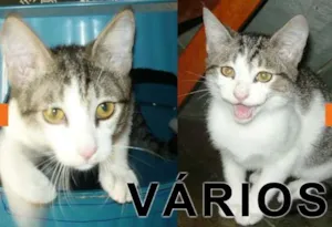 Gato raça Várias idade  nome Vários Grupo Recomeço