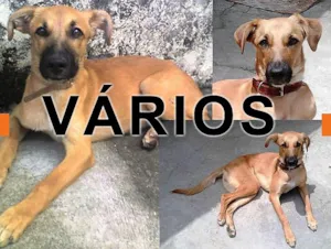 Cachorro raça Várias idade  nome Vários Grupo Recomeço