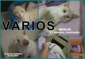 Gato raça Várias idade  nome Vários O Gato Carioca