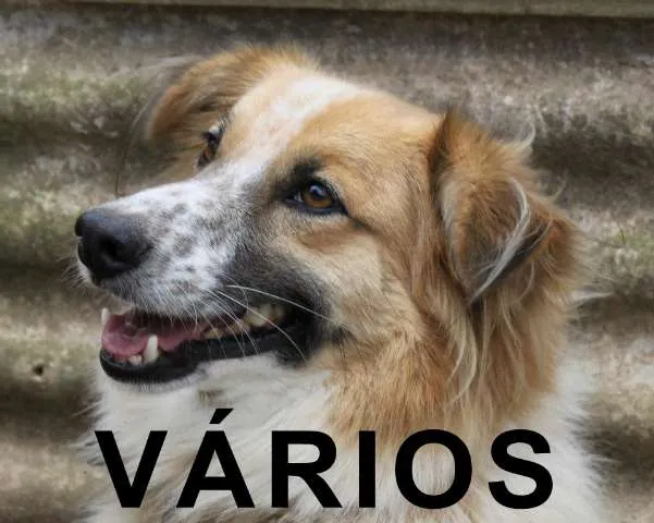 Cachorro ra a Várias idade nome Vários A4 ONG