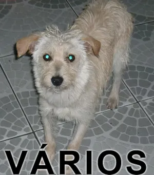 Cachorro raça Várias idade  nome Vários Abrigo D. Ro