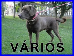 Cachorro raça Várias idade  nome Vários Donna Cachorra