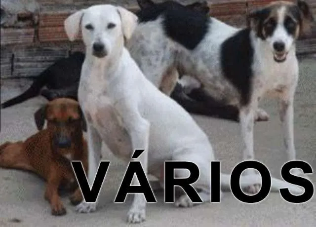 Cachorro ra a Várias idade nome Vários São Lázaro