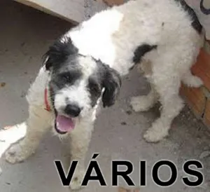 Cachorro raça Várias idade  nome Vários Lar de Esmer