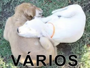 Cachorro raça Várias idade  nome Vários Cuidar é o B