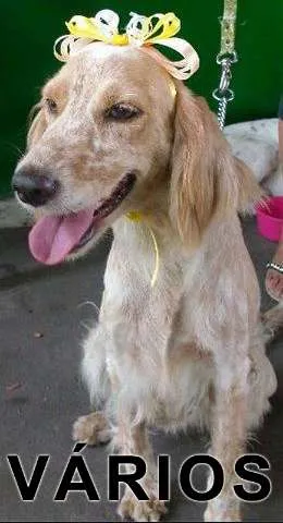 Cachorro raça Várias idade  nome Vários GPA Manaus