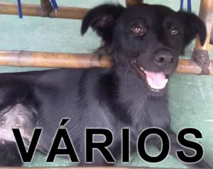 Cachorro raça Várias idade  nome Vários PATA
