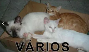Gato raça Várias idade  nome Vários PATA