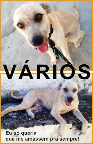 Cachorro raça Várias idade  nome Vários Compaixão An