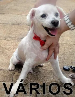 Cachorro raça Várias idade  nome Vários ALPA
