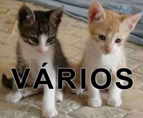 Gato ra a Várias idade  nome Vários Vida Digna