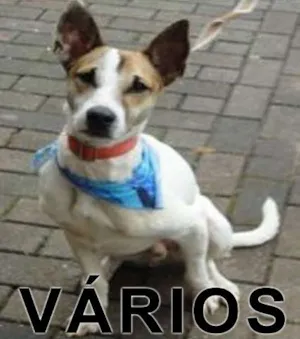 Cachorro raça SRD idade  nome Vários AJAPRA