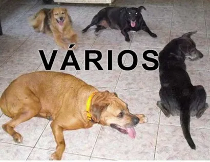 Cachorro raça SRD idade  nome Vários Patinhas Mol