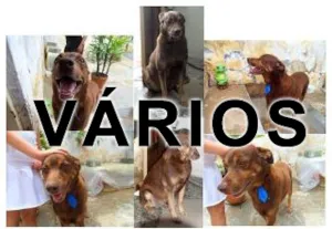 Cachorro raça Várias idade  nome Vários AGPA