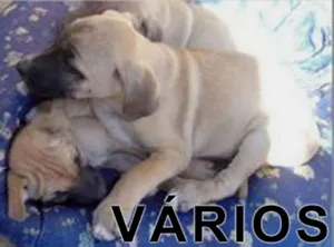 Cachorro raça Várias idade  nome Vários Augusto Abrigo