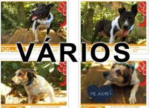 Cachorro raça Várias idade  nome Vários 101 Vira Latas