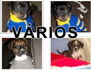 Cachorro raça Várias idade  nome Vários Adoradores d