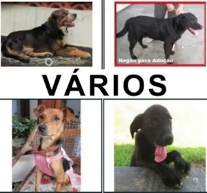 Cachorro raça Várias idade  nome Vários Focinhos Gel