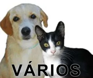 Cachorro raça Várias idade  nome Vários PROAMBI