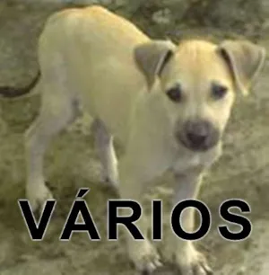 Cachorro raça Várias idade  nome Vários AMA