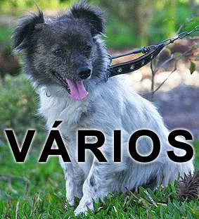 Cachorro ra a Várias  idade  nome Vários Amigos dos B