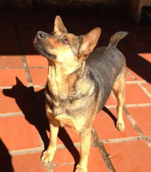 Cachorro raça SRD idade 4 anos nome URSA