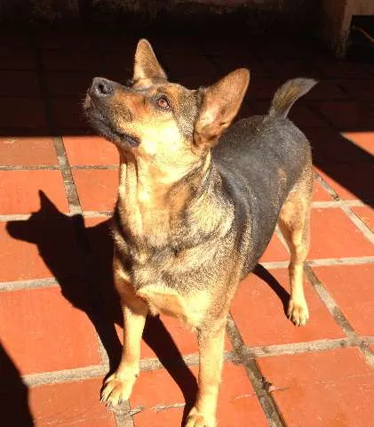 Cachorro ra a SRD idade 4 anos nome URSA