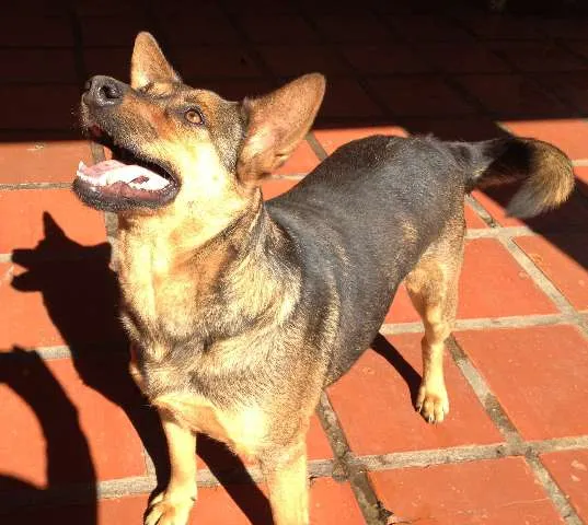 Cachorro ra a SRD idade 4 anos nome URSA