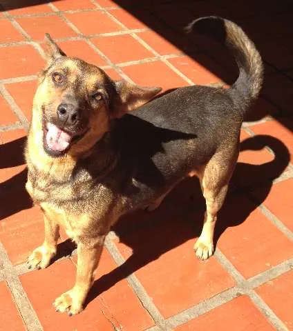Cachorro ra a SRD idade 4 anos nome URSA