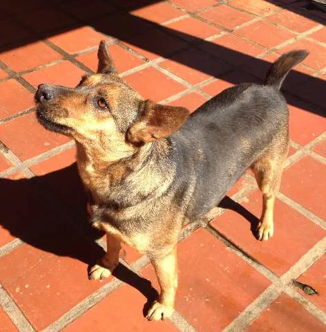 Cachorro ra a SRD idade 4 anos nome URSA