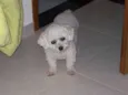 Snoop