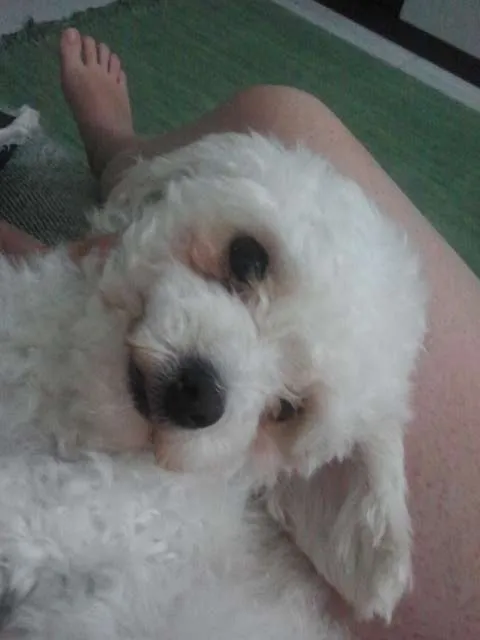 Cachorro ra a Poodle Toy idade 3 anos nome Milly GRATIFICA