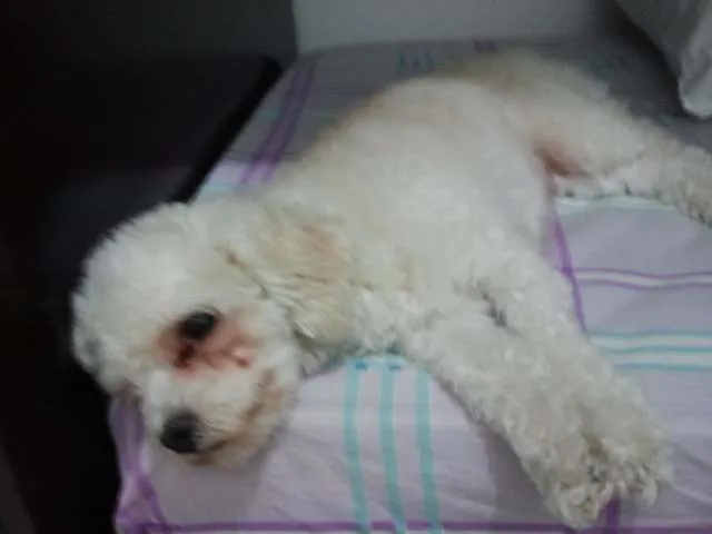 Cachorro ra a Poodle Toy idade 3 anos nome Milly GRATIFICA